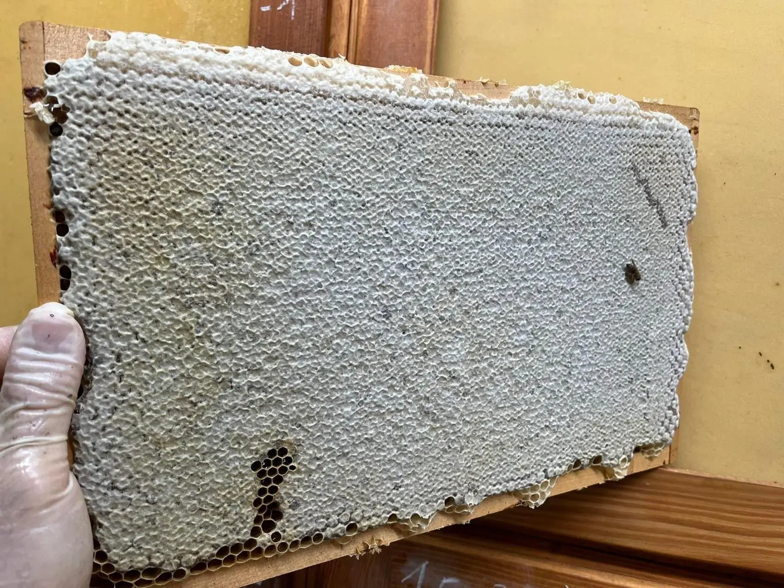 Utrinki iz čebelnjaka 40